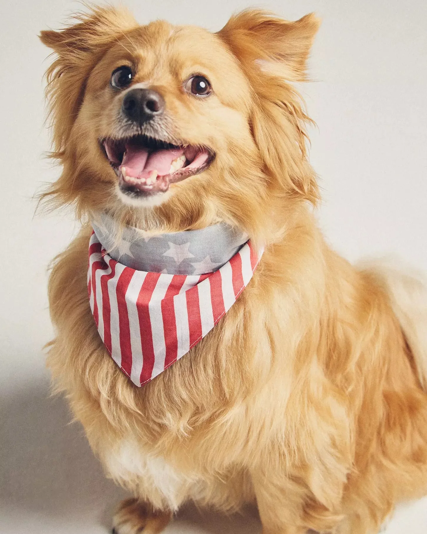 Yankee Poodle American Flag Reversible Bandana - Image 2