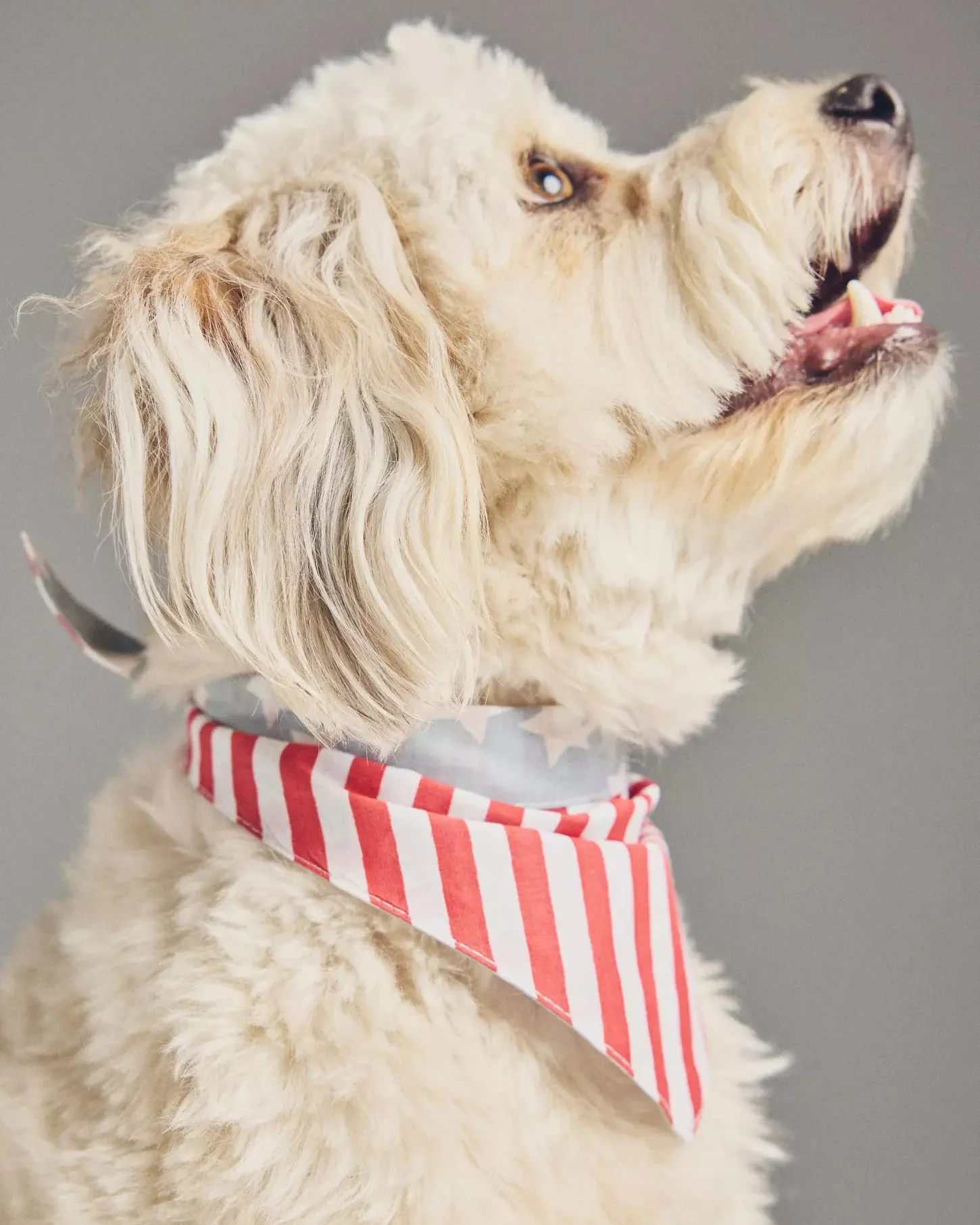 Yankee Poodle American Flag Reversible Bandana - Image 7