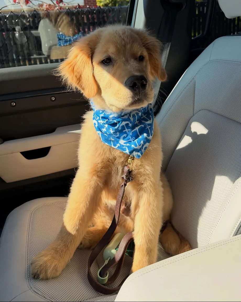 Pups Ahoy! Dog Bandana - Image 4
