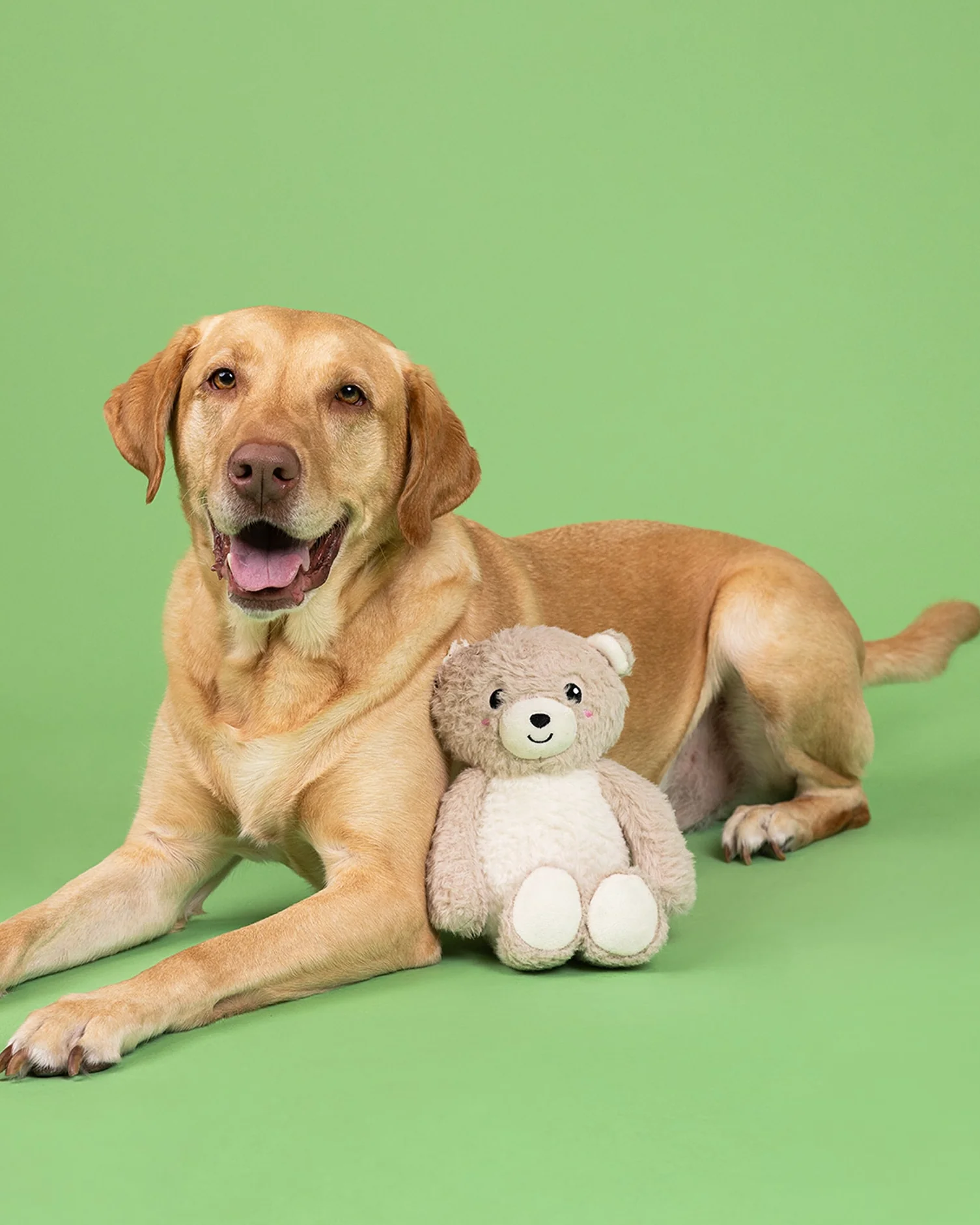 Bear With Me Plush Dog Toy - Image 2