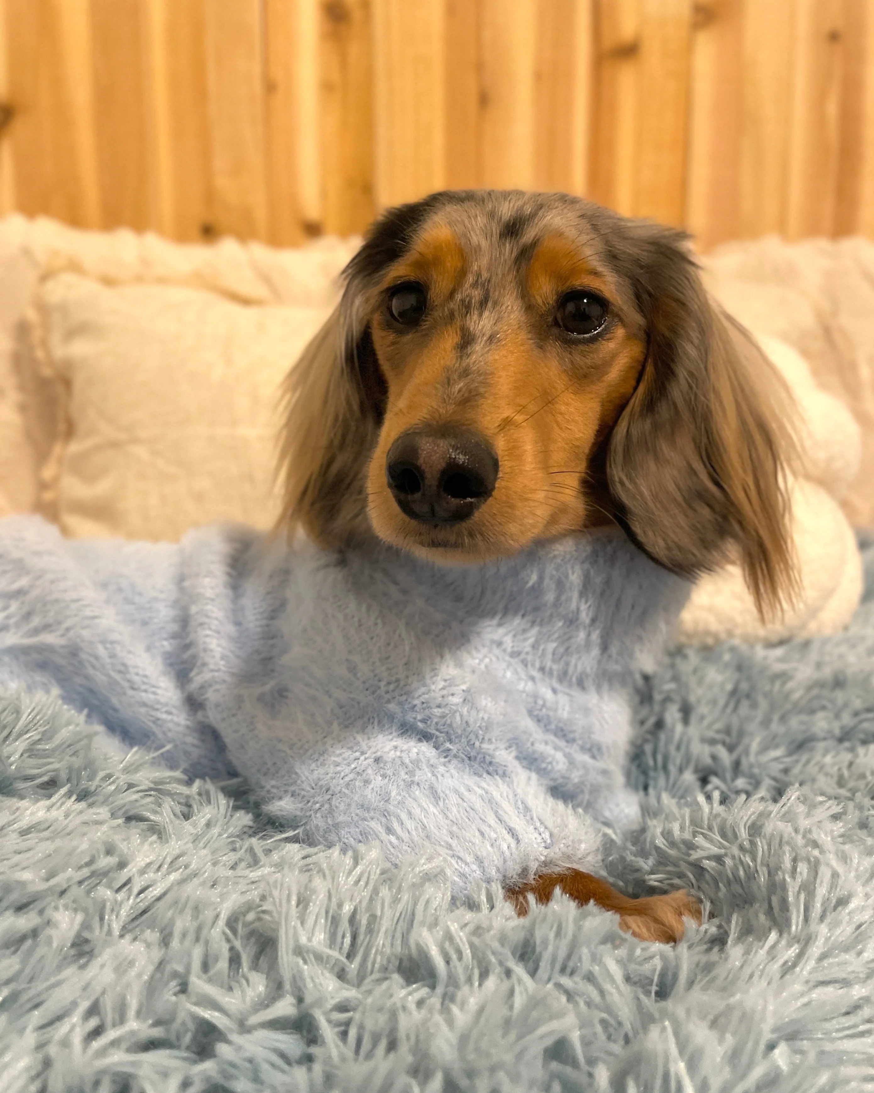 Bobbi Pastel Blue Eyelash Knit Dog Sweater - Image 2