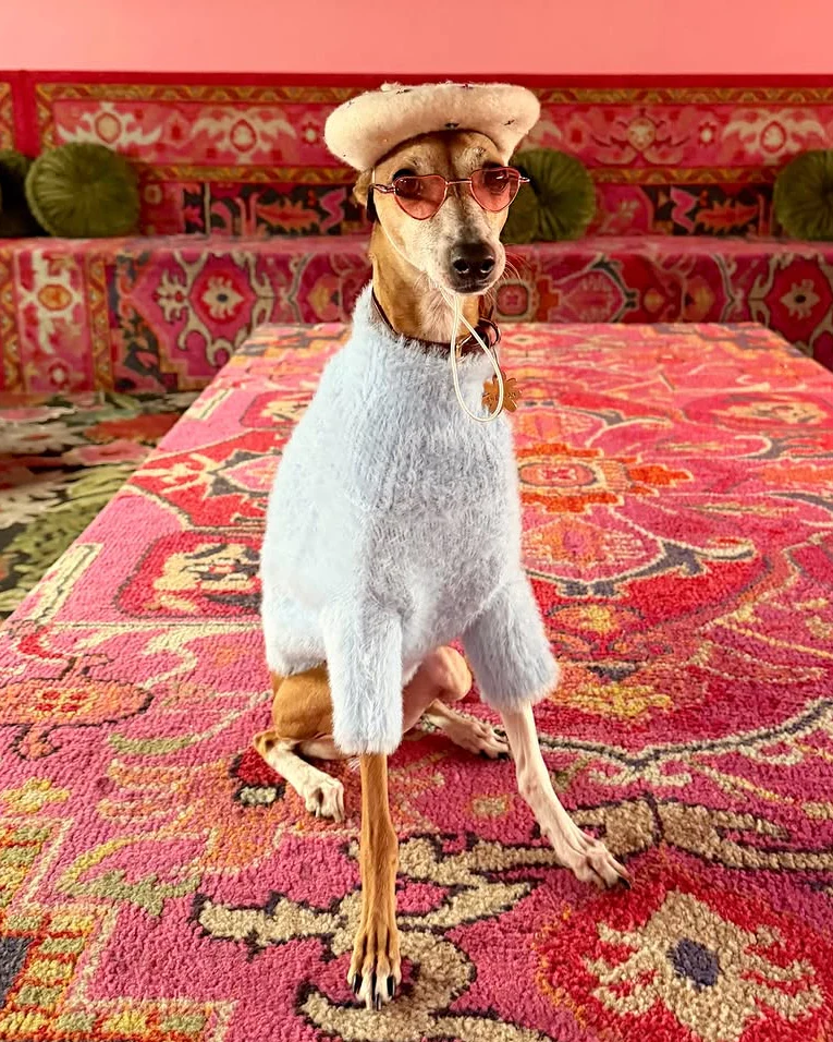 Bobbi Pastel Blue Eyelash Knit Dog Sweater - Image 7