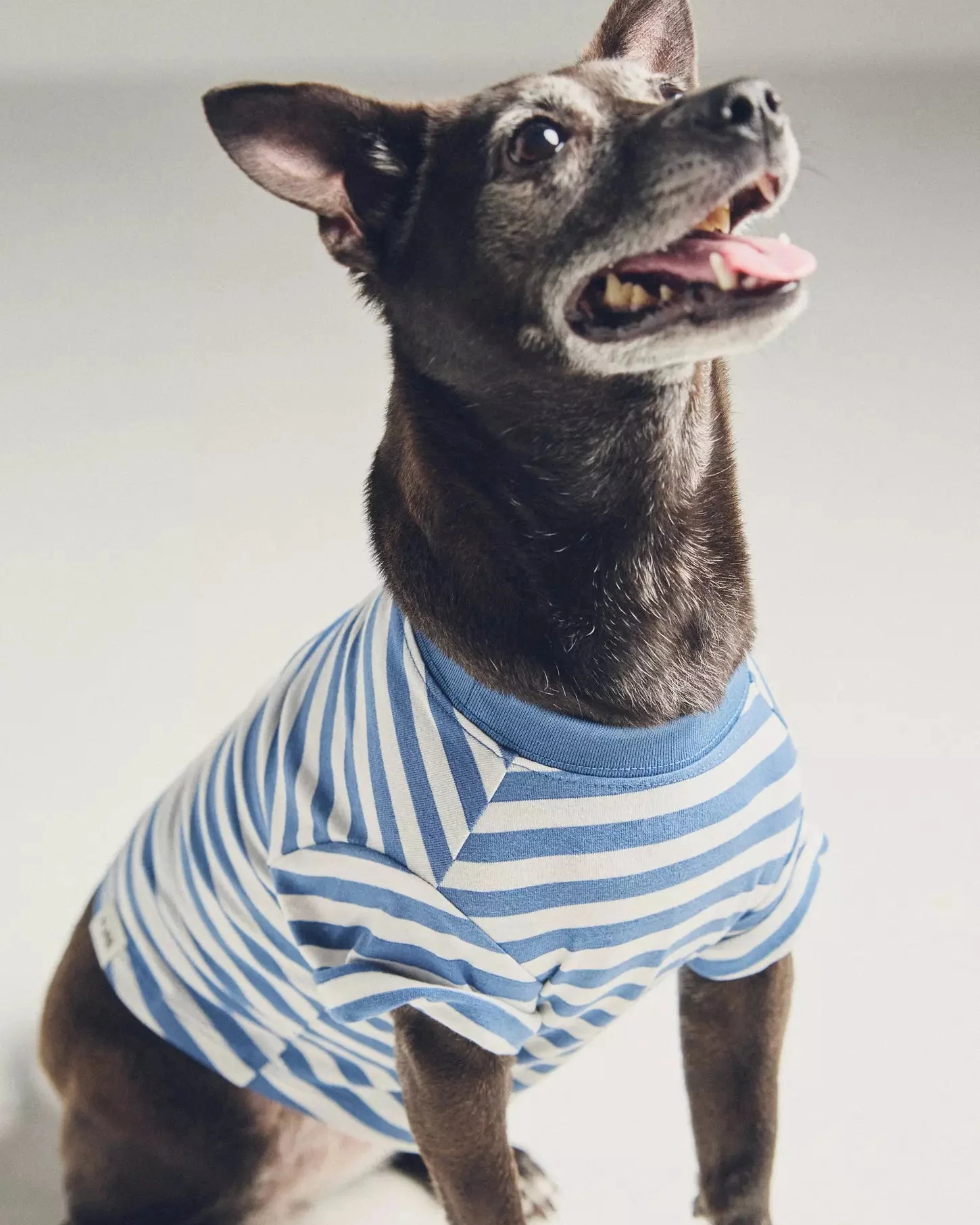Casual Cutie Blue + White Relaxed Dog T-Shirt - Image 4
