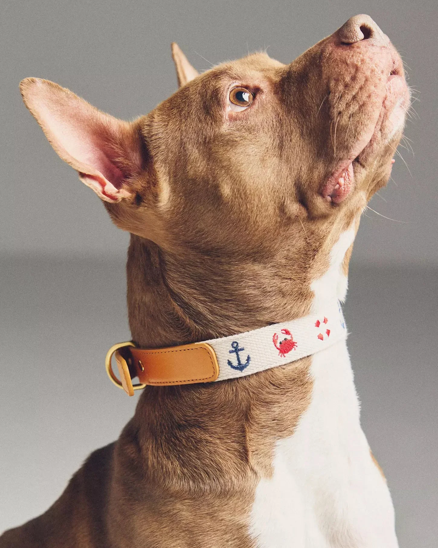 Seas The Day Embroidered Dog Collar - Image 4