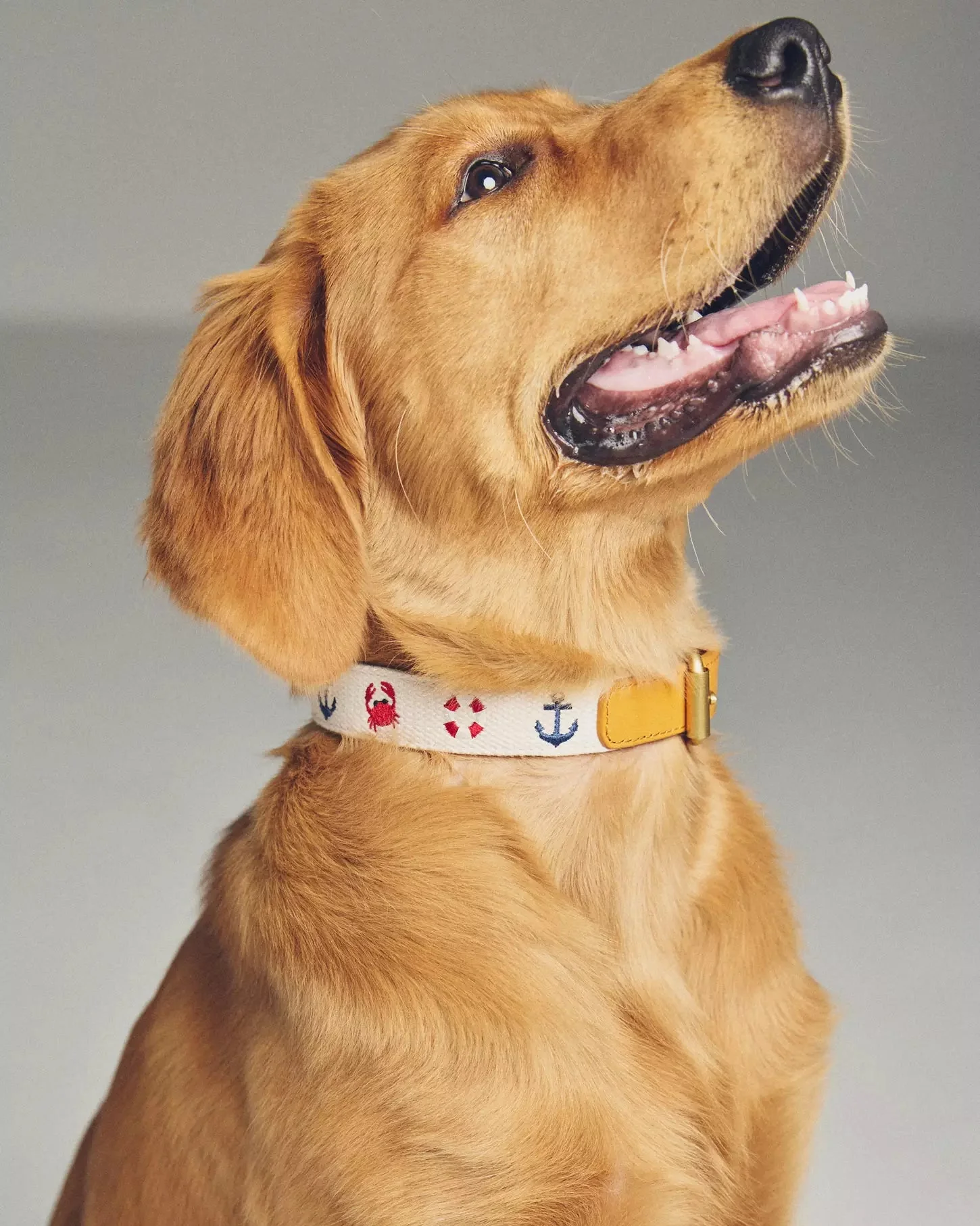 Seas The Day Embroidered Dog Collar - Image 5