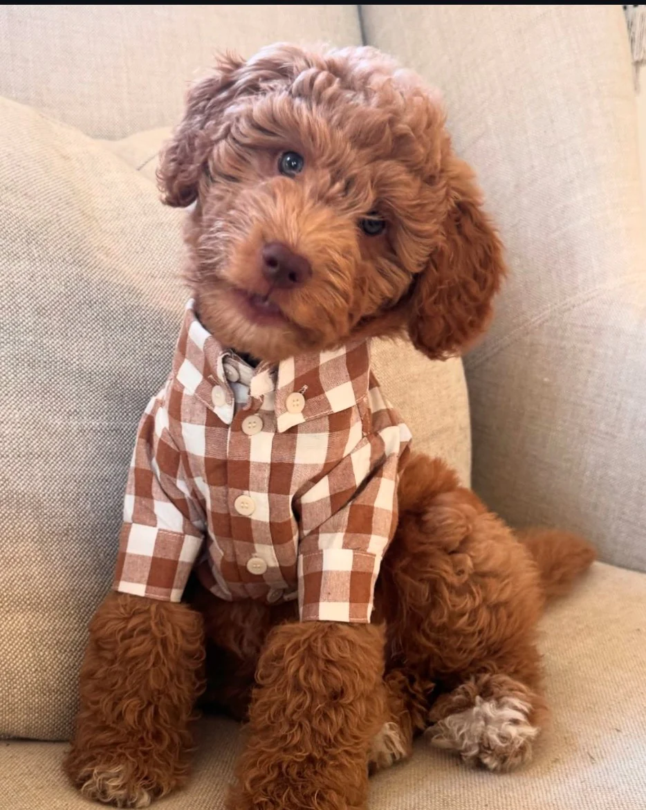 Sylvan Nutmeg Gingham Dog Shirt - Image 10