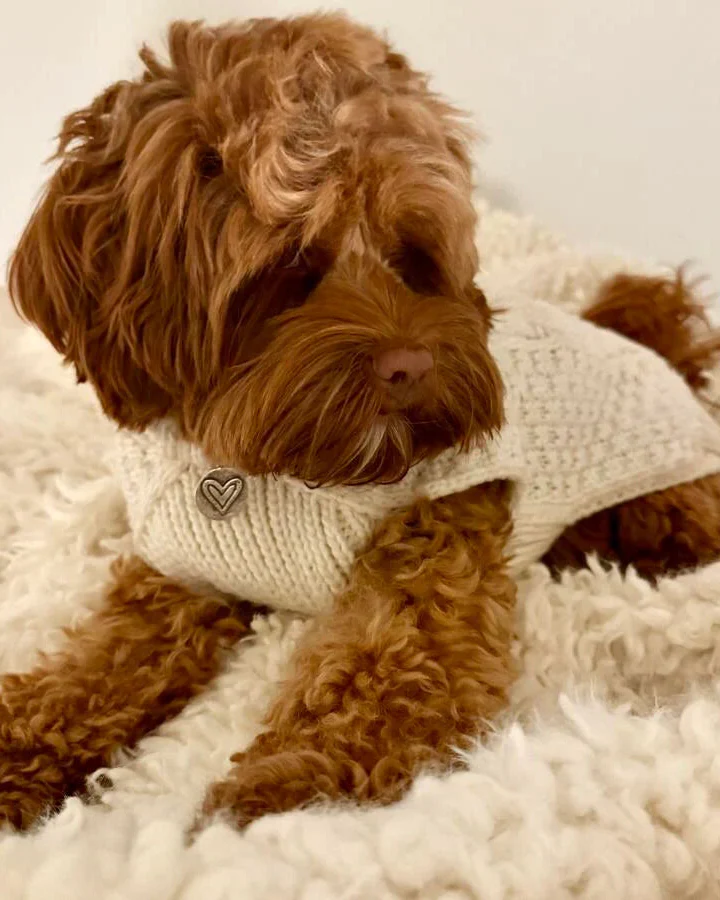 Cabin Cutie Ivory Cable Knit Dog Sweater