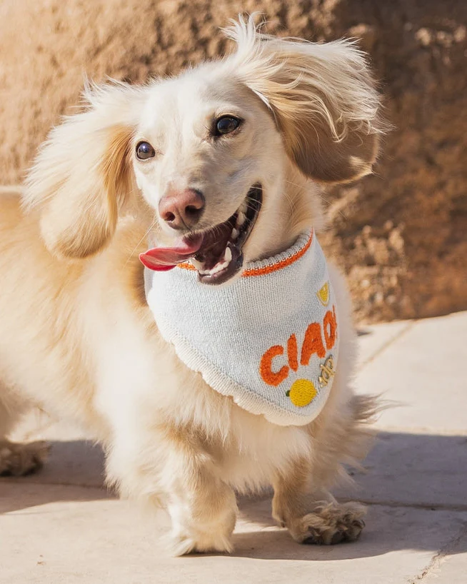 Ciao Bella Dog Bandana - Image 2