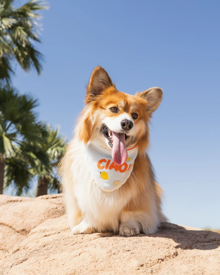 Ciao Bella Dog Bandana - Image 4