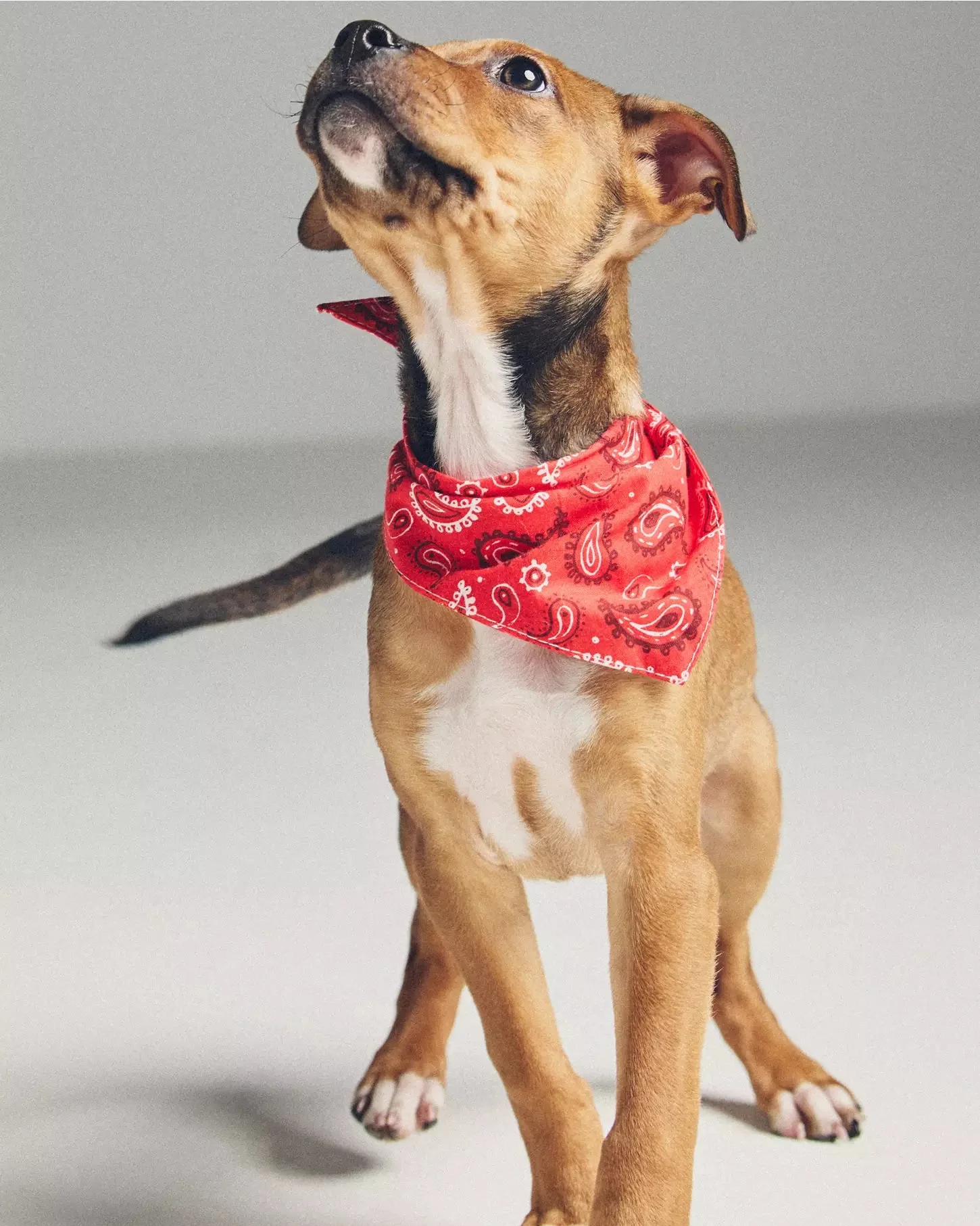 Hello Dolly Red Paisley Dog Bandana - Image 7
