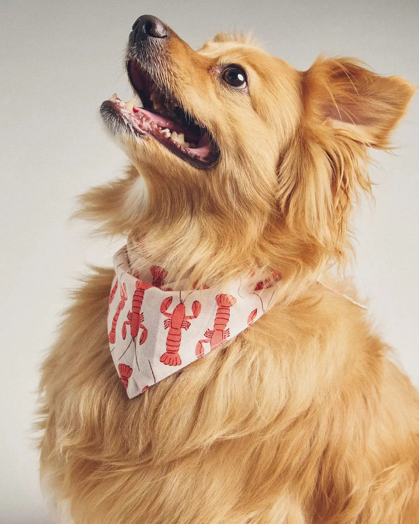 Pinch Perfect Lobster Dog Bandana - Image 3