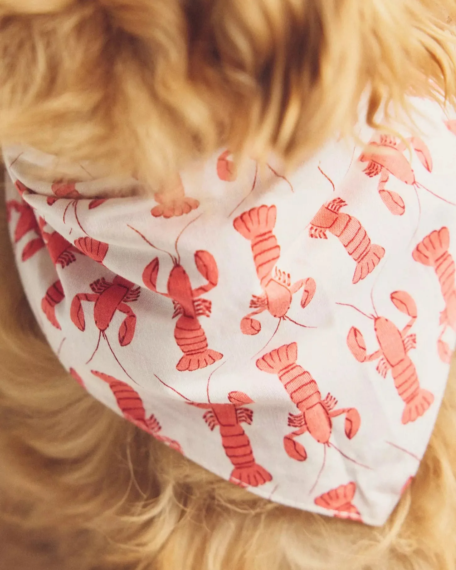 Pinch Perfect Lobster Dog Bandana - Image 6