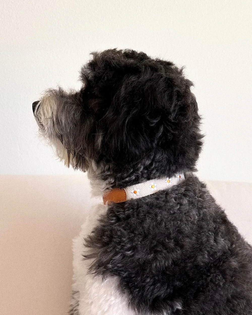 Fresh As A Daisy Dog Collar - Image 4