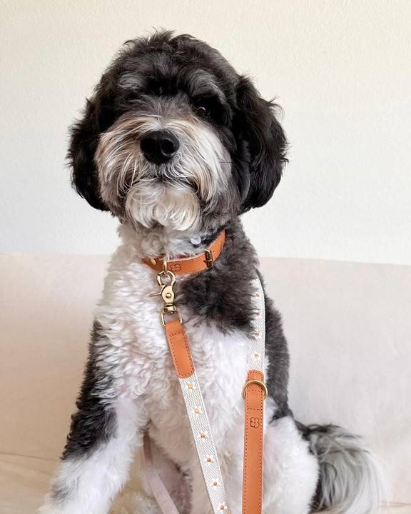 Fresh As A Daisy Dog Leash - Image 4
