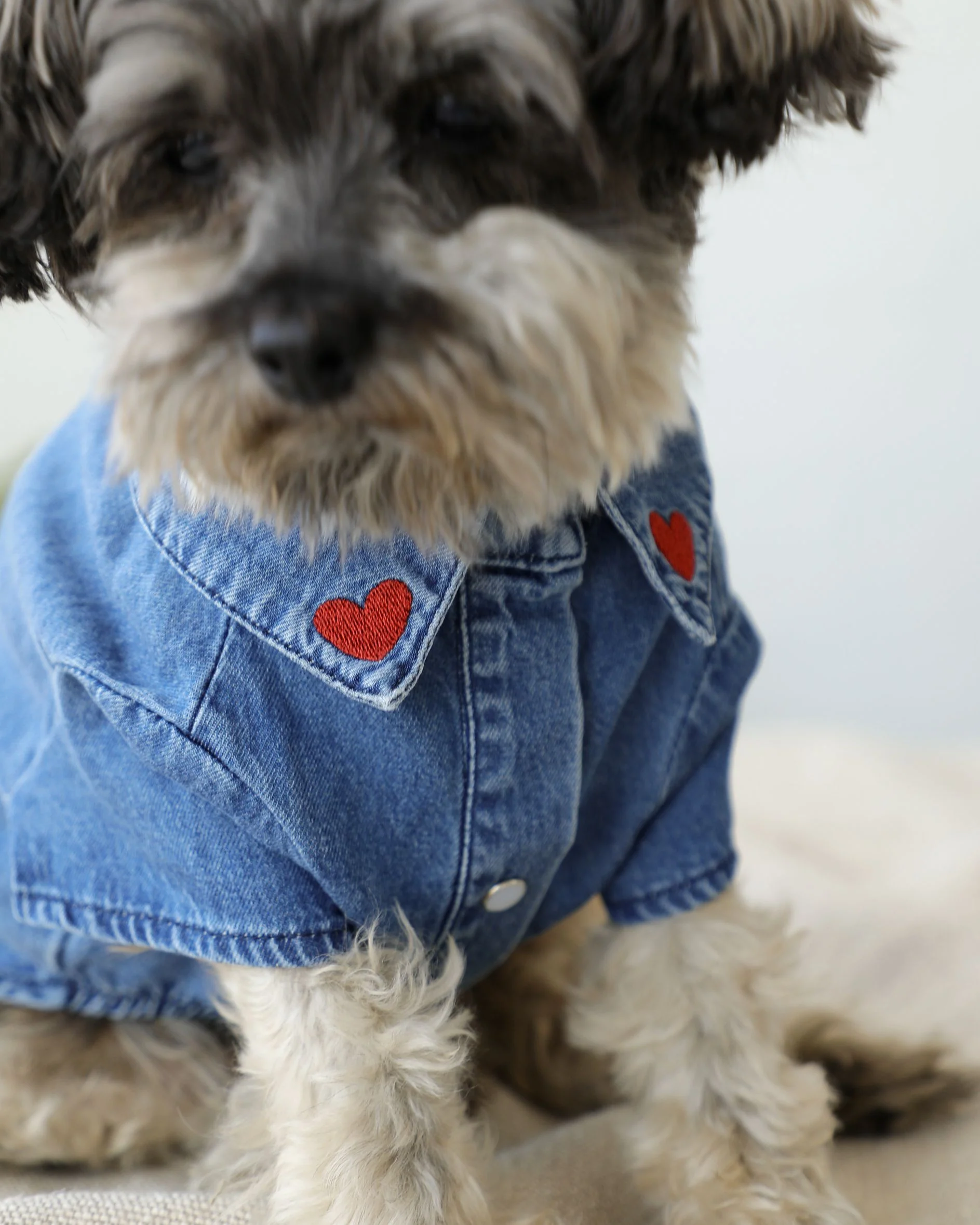 Boot Scootin' Denim Dog Shirt - Image 3