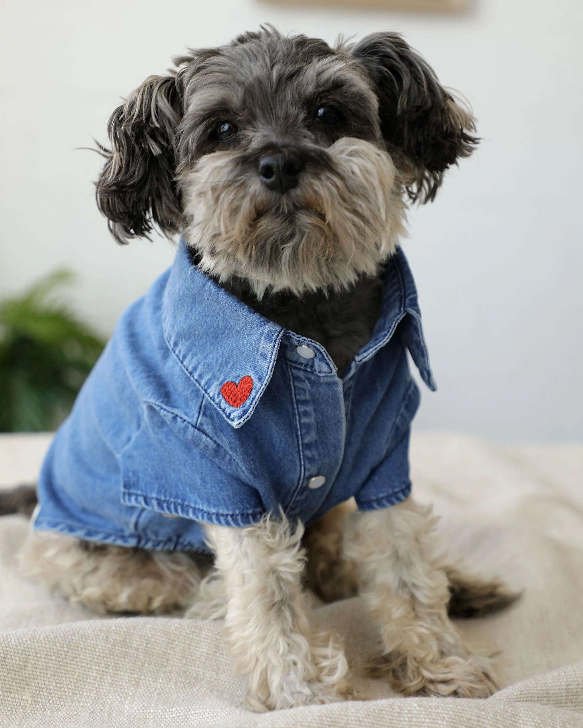 Boot Scootin' Denim Dog Shirt - Image 7