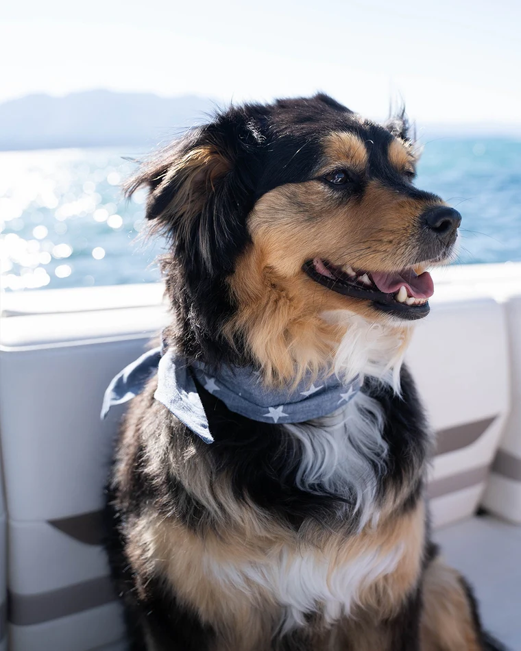 Stargazer Classic Dog Necktie - Image 2