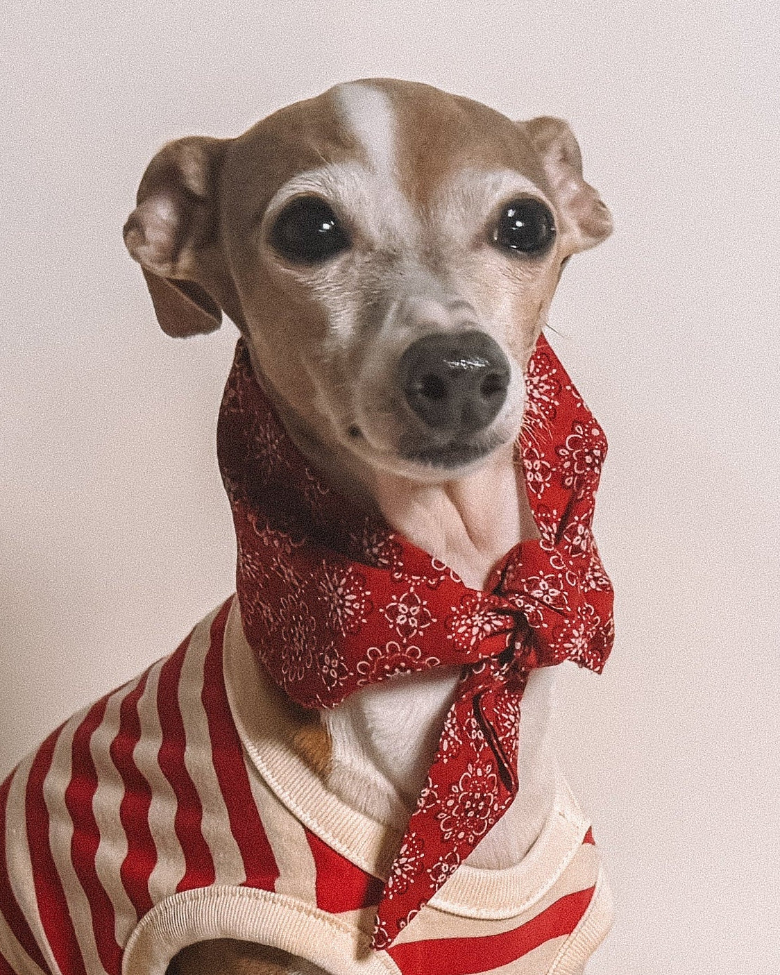 Bone to be Red Classic Dog Necktie - Image 3