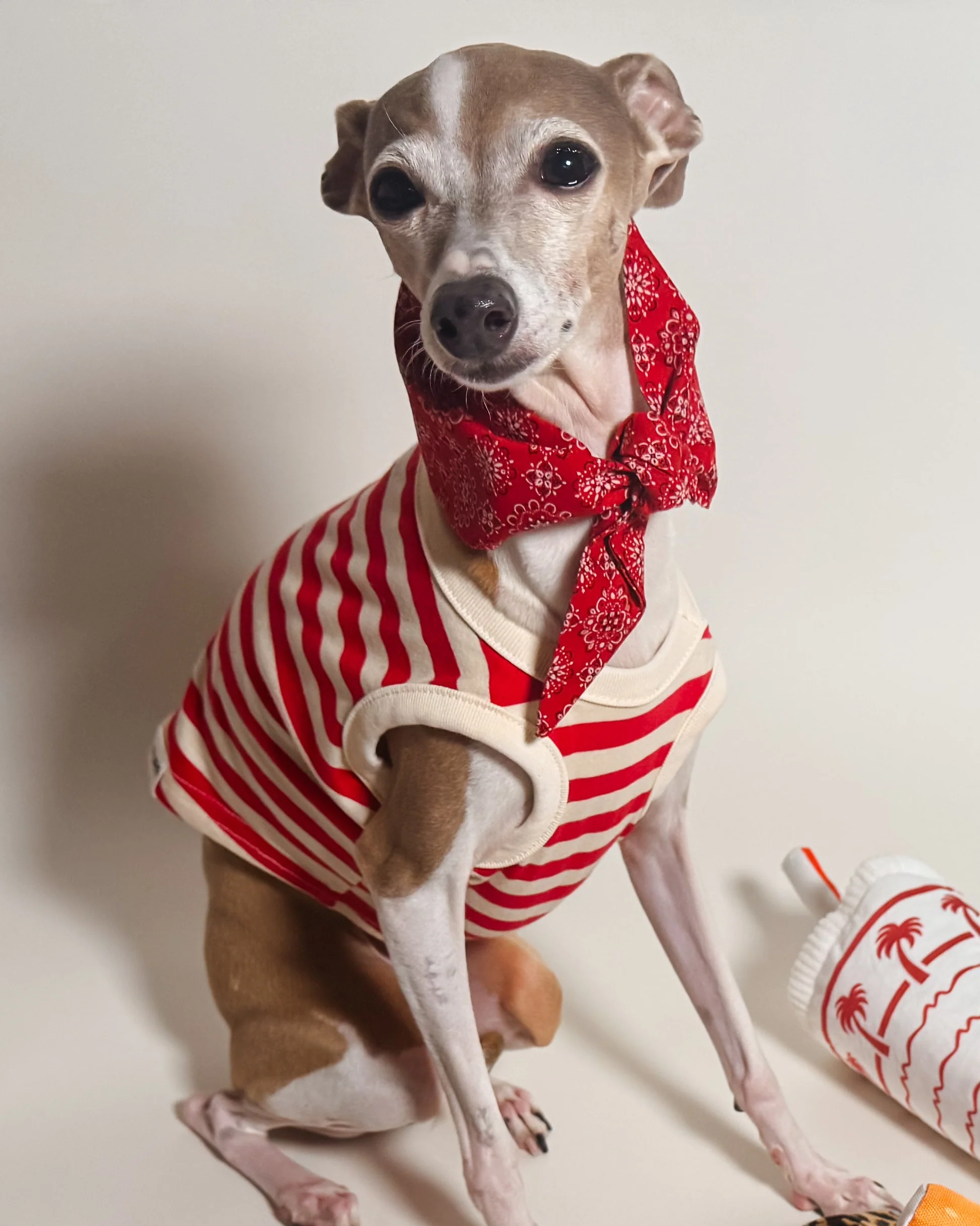 Bone to be Red Classic Dog Necktie - Image 4