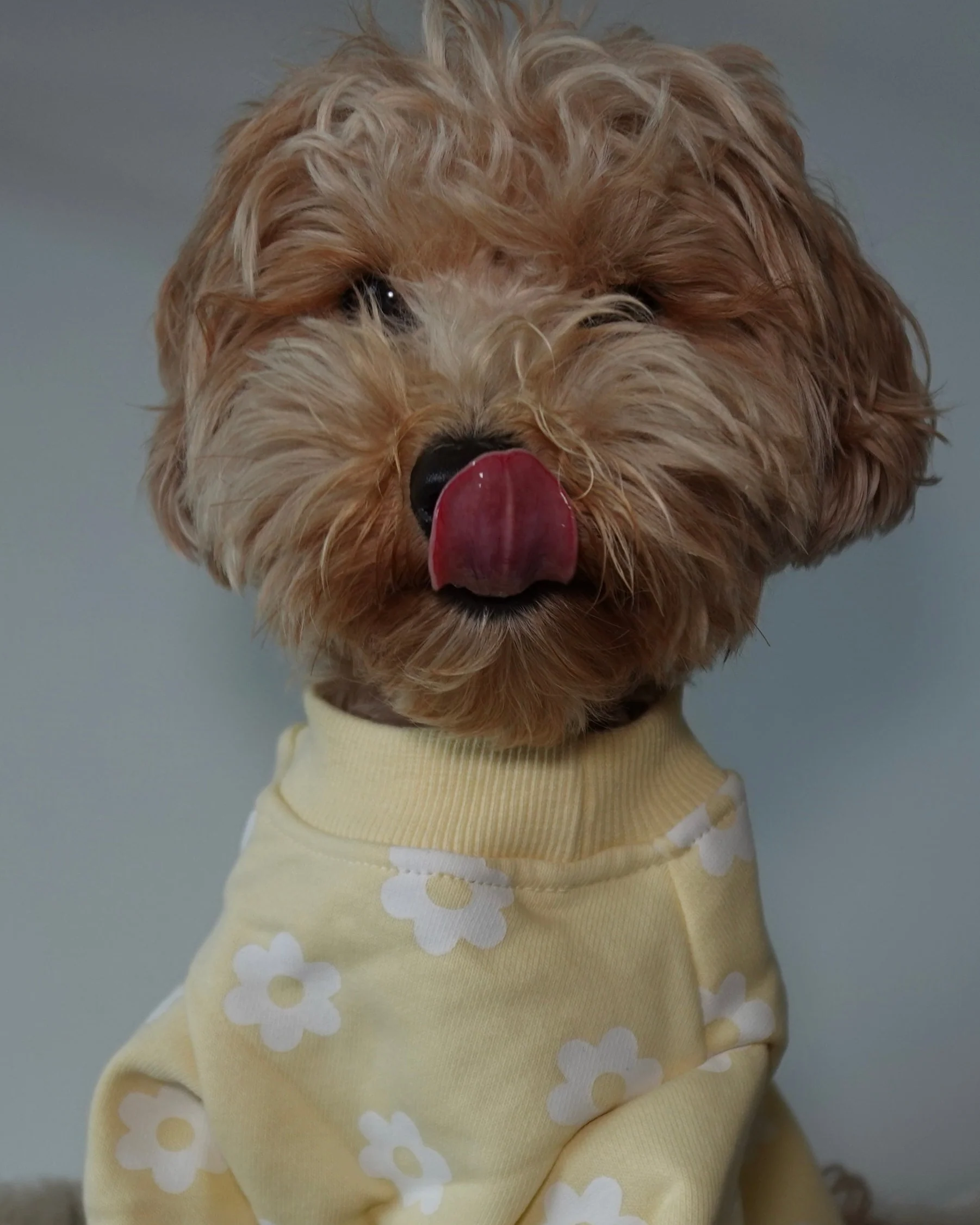 Summer of Love Yellow Daisy Dog Sweatshirt - Image 5
