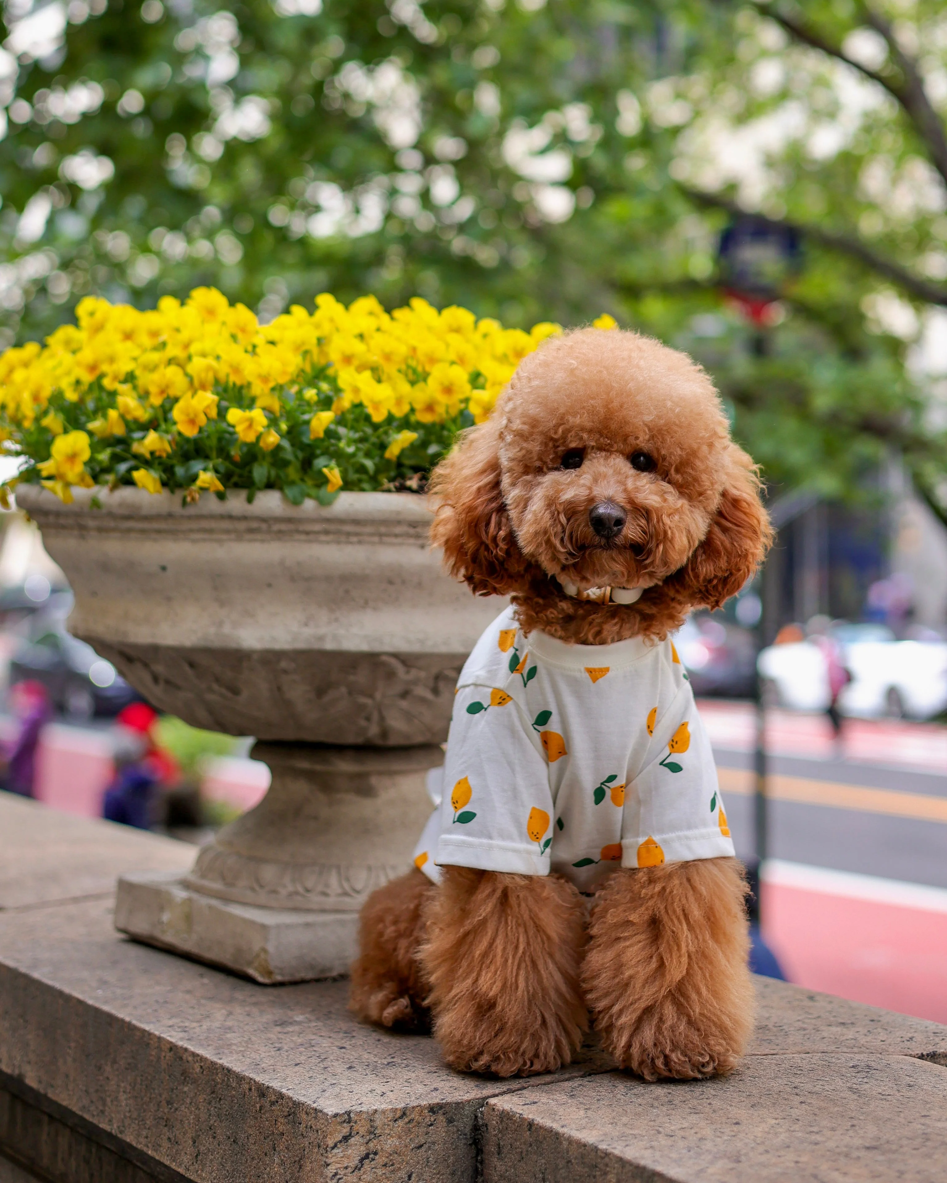 Casual Cutie Lemon Relaxed Dog T-Shirt - Image 9