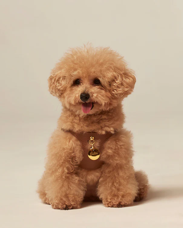 Luca Chocolate Leather Dog Harness
