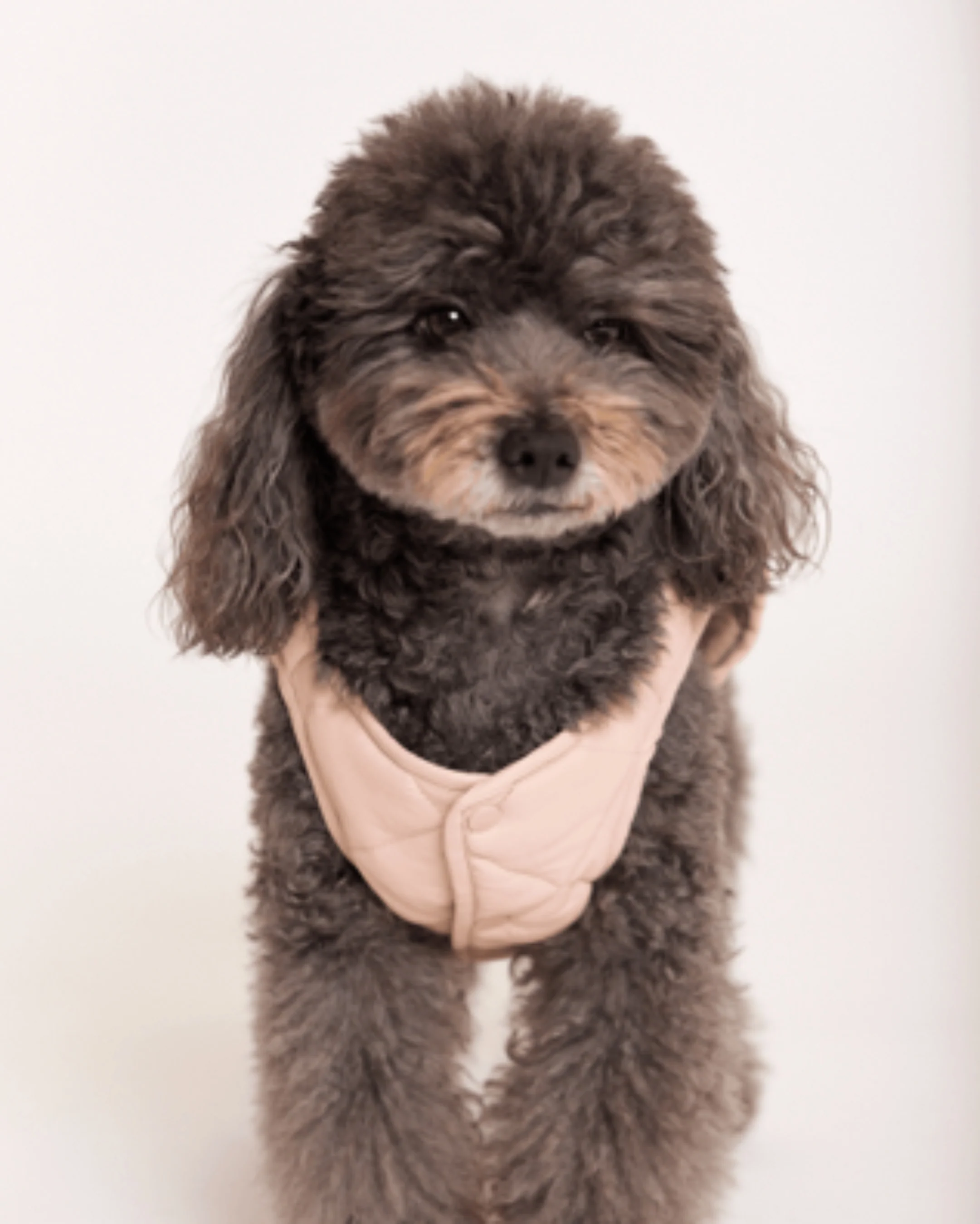 Maxbone Blush Eco Packable Dog Jacket - Image 8