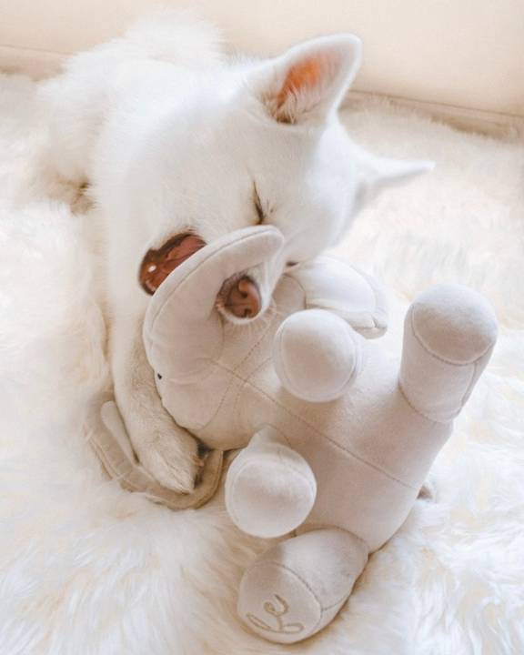 All Ears Plush Elephant Dog Toy - Image 2