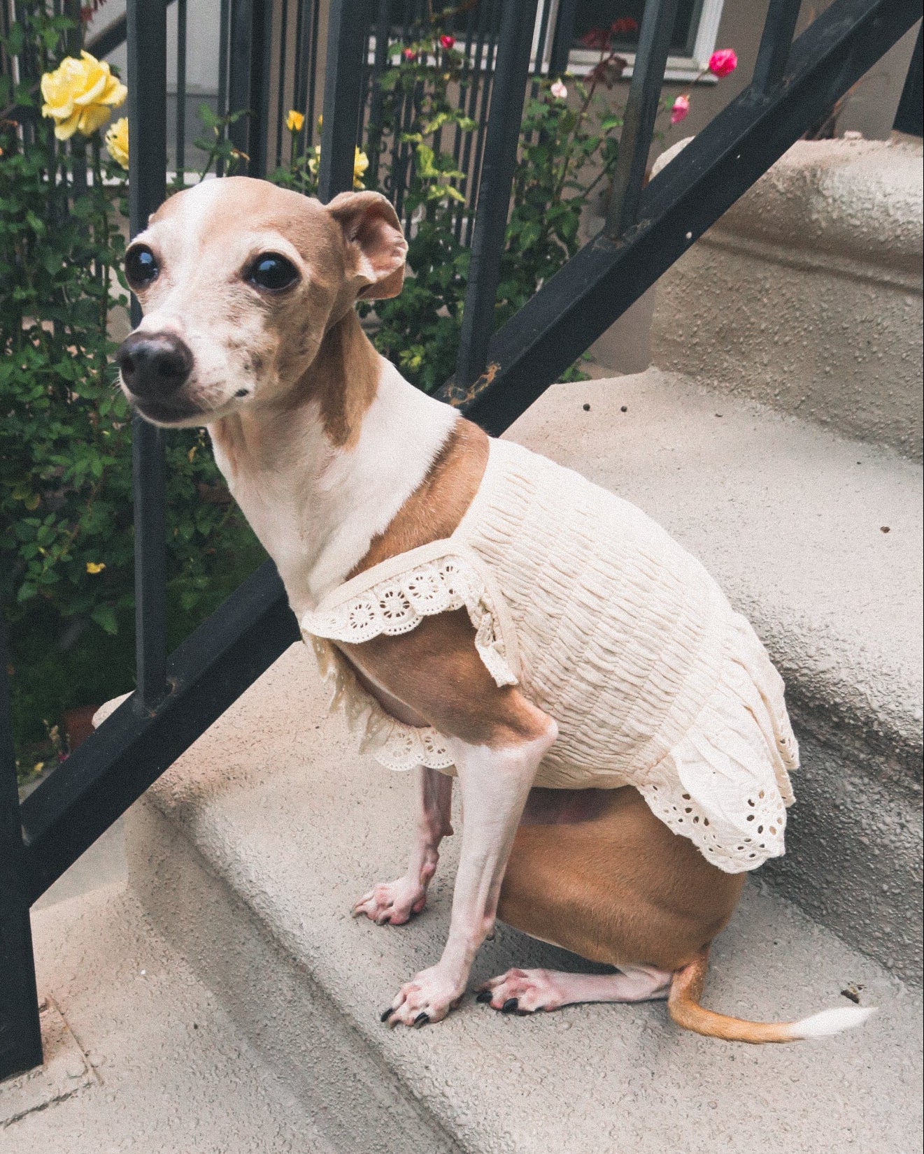 Milk + Honey Eyelet Smocked Dress - Image 6