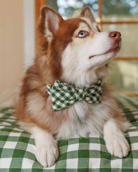Paw Party Green Gingham Bow Tie