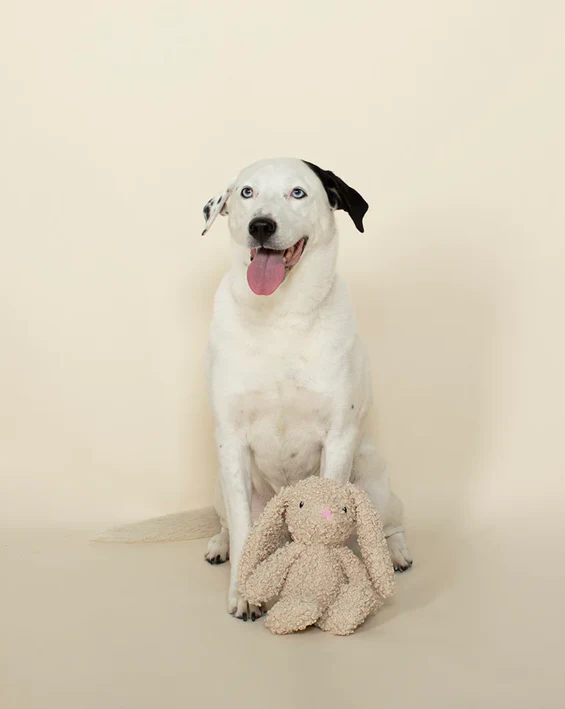 Honey Bunny Plush Dog Toy - Image 2