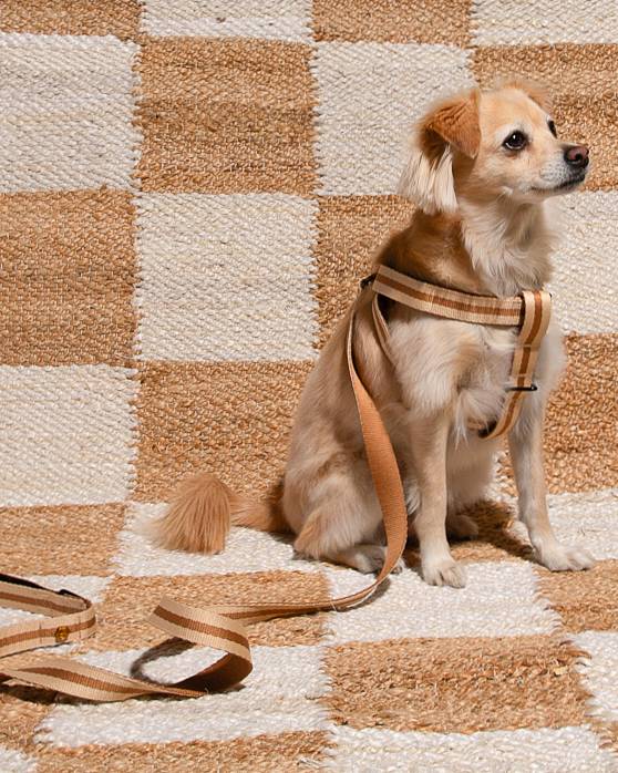 Le Classic Dog Leash in Rue de Rivoli - Image 3
