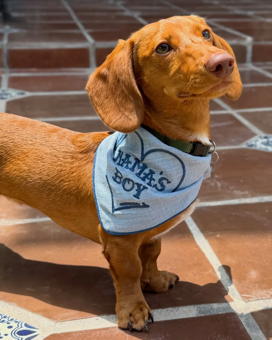 Mama's Boy Dog Bandana - Image 3