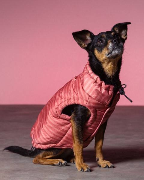 maxbone Striped Easy Fit Jacket in Rose - Image 2