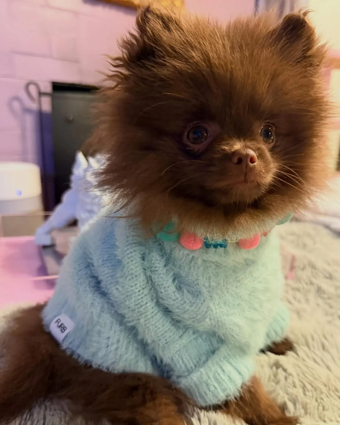 Bobbi Mint Eyelash Knit Dog Sweater - Image 6