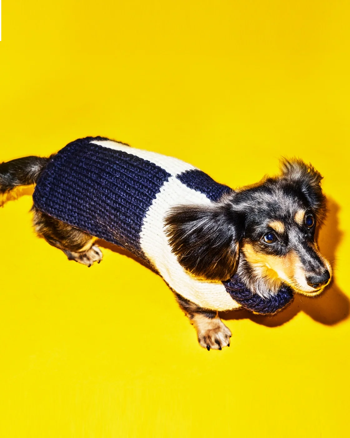 Check You Out Navy + White Dog Sweater