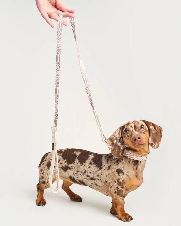 Fierce + Fab Neutral Snake Dog Collar - Image 4
