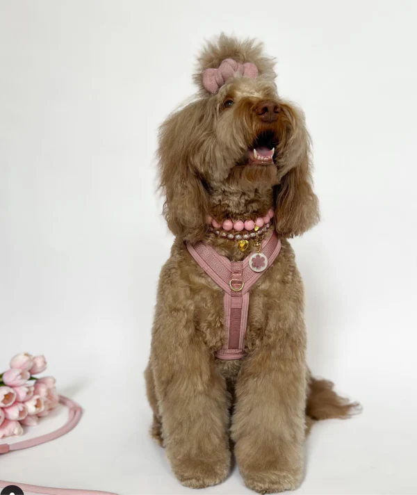 Sunday Stroll Rose Dog Harness - Image 7