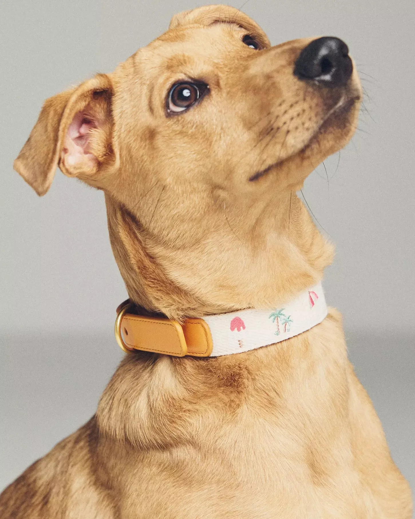Endless Summer Embroidered Dog Collar - Image 4