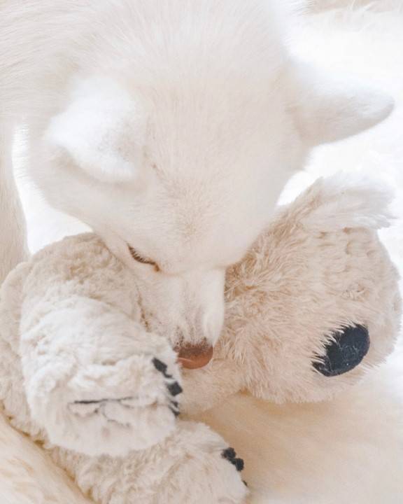 Too Kute Plush Koala Dog Toy - Image 2