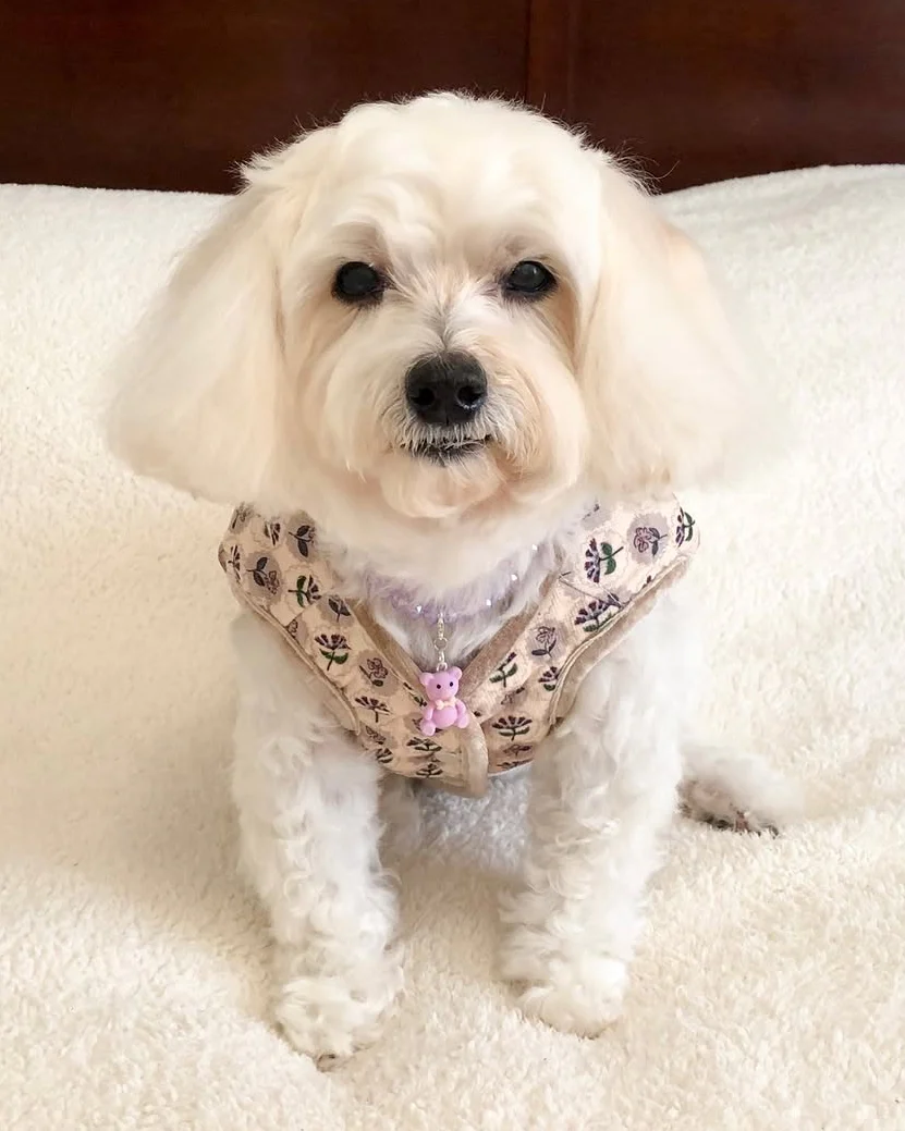 Fur-get Me Not Floral Quilted Dog Vest - Image 4