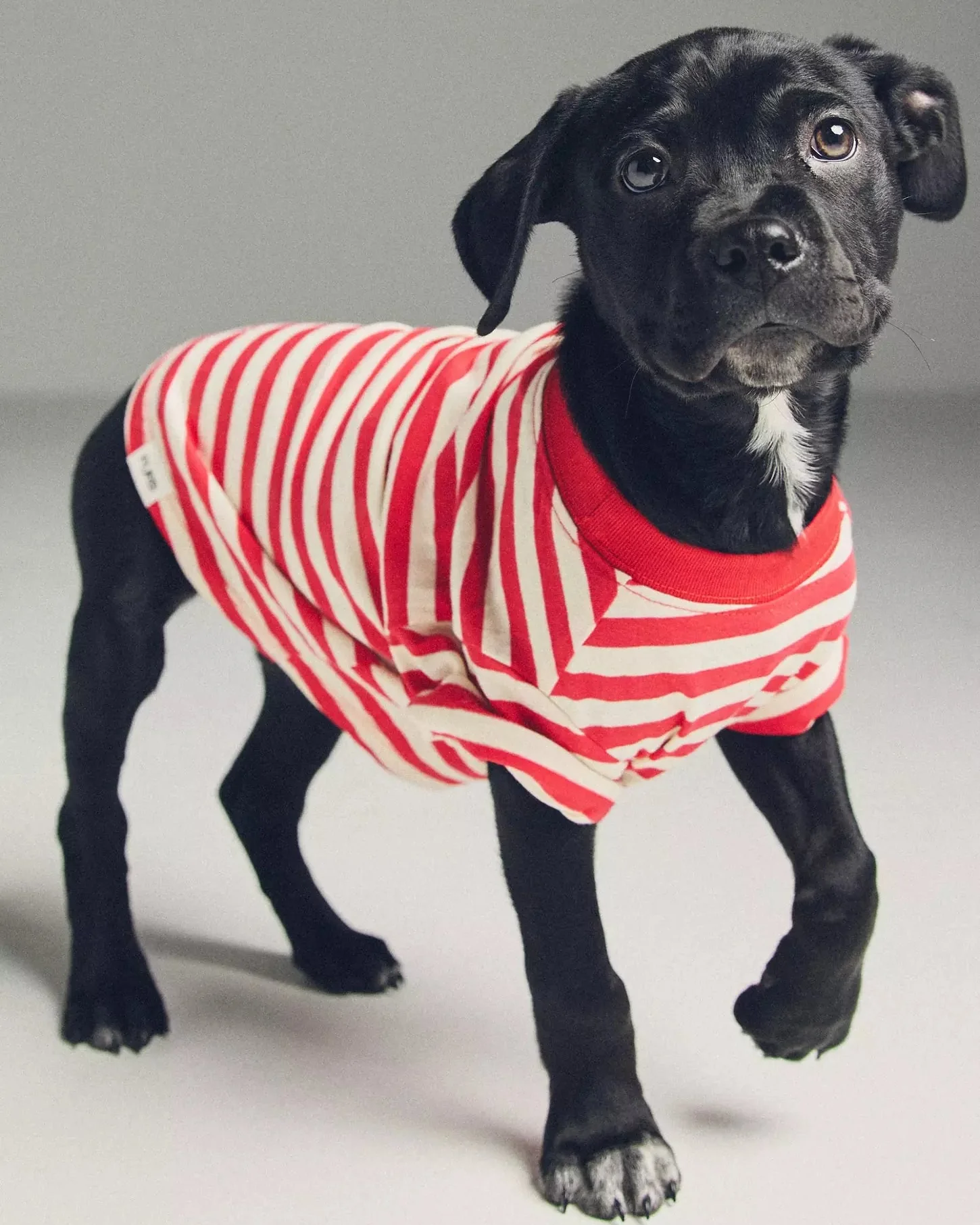 Casual Cutie Red + White Relaxed Dog T-Shirt - Image 2