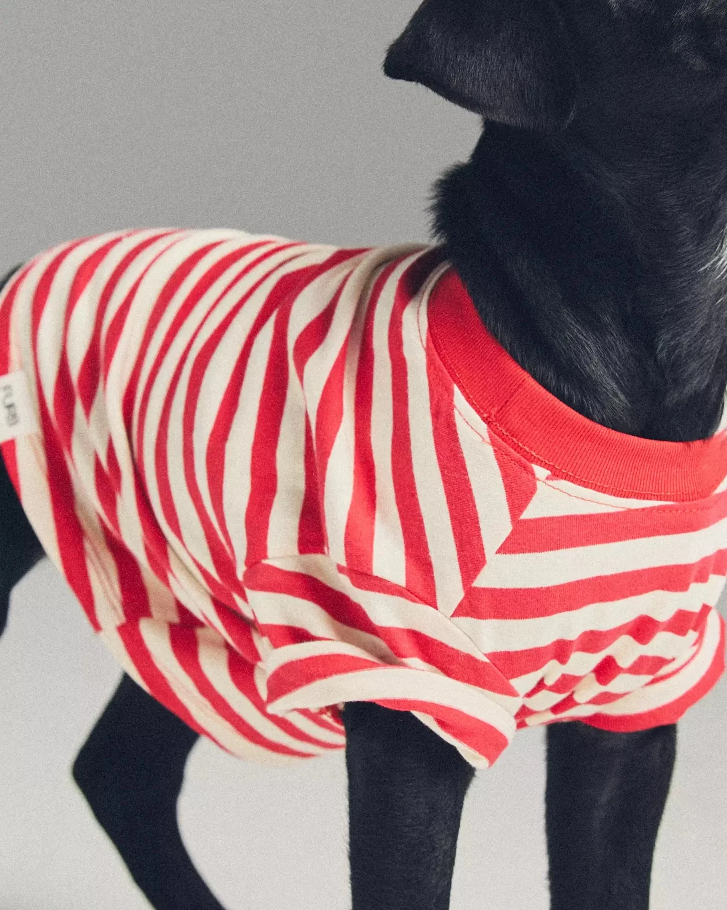 Casual Cutie Red + White Relaxed Dog T-Shirt - Image 6