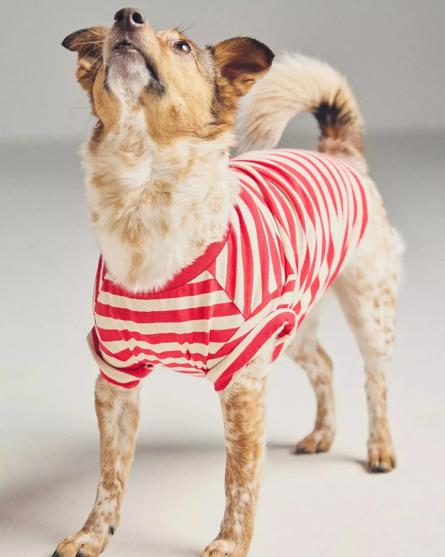 Casual Cutie Red + White Relaxed Dog T-Shirt - Image 7