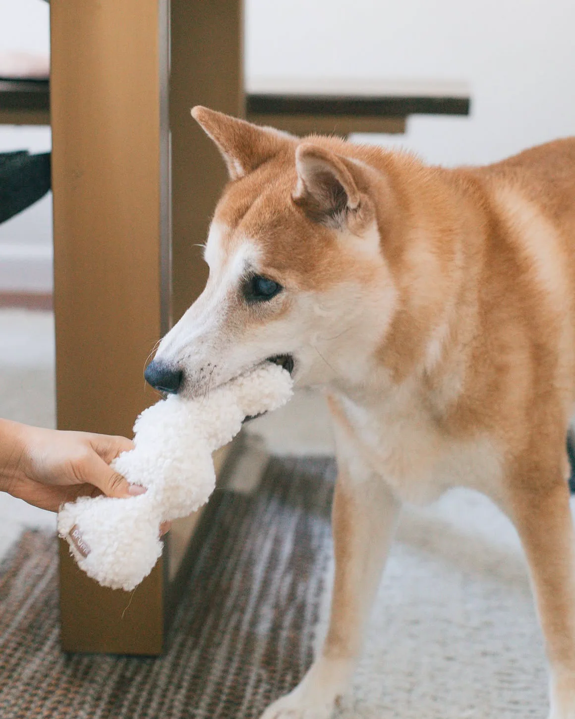 Wags + Wiggles Squiggle Plush Toy - Image 6