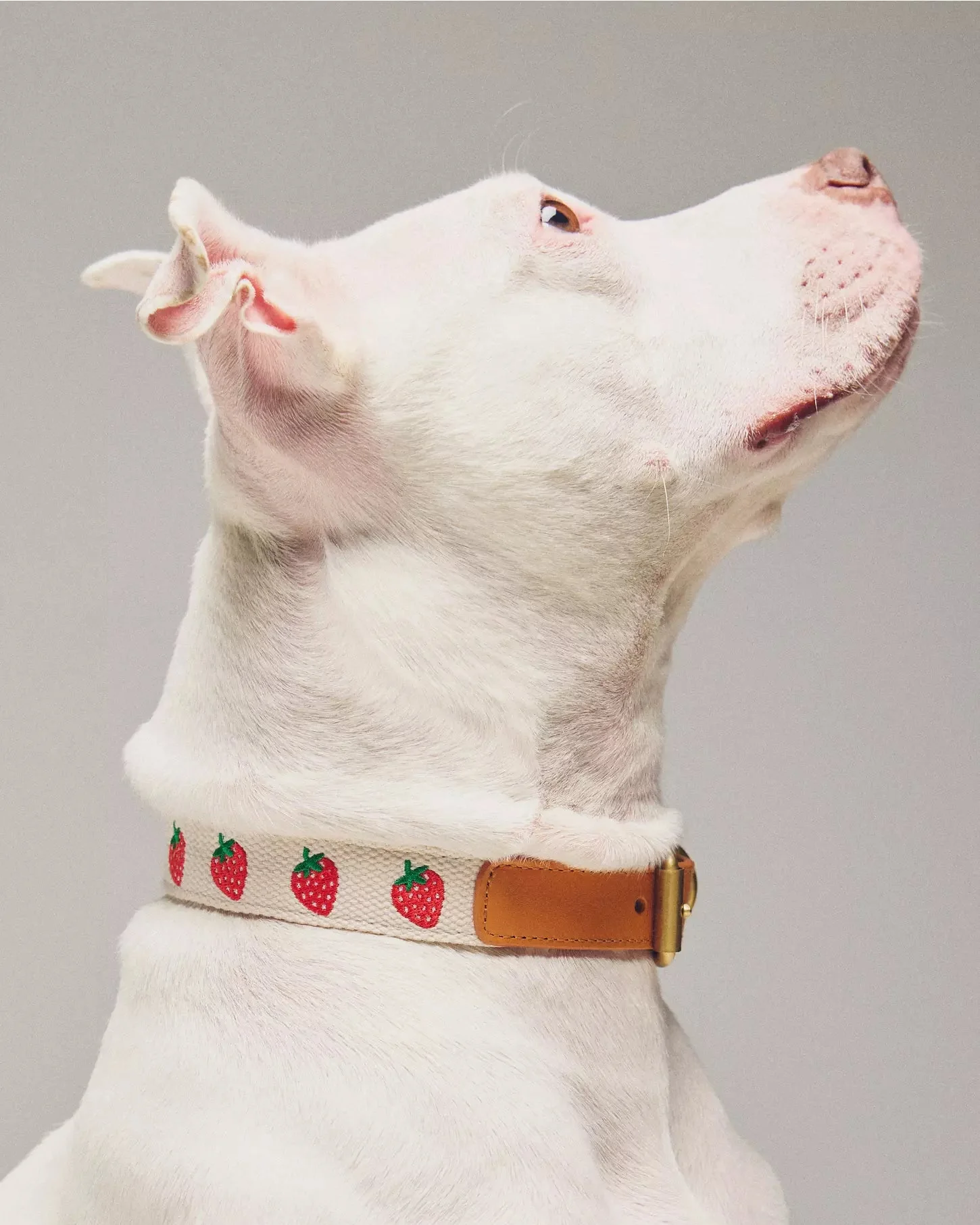 Petit Market Strawberry Embroidered Dog Collar - Image 6