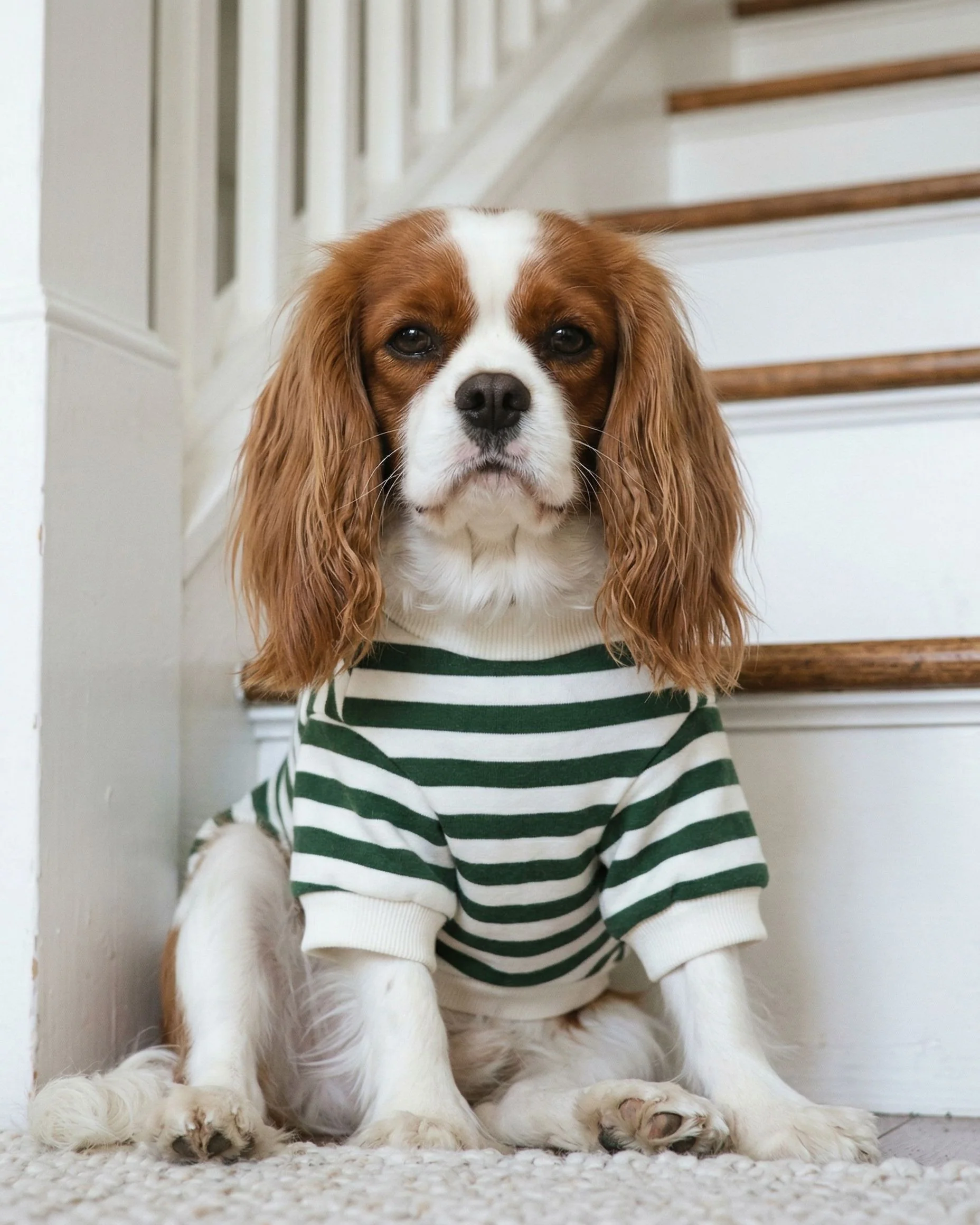 Cooper Green + Ivory Striped Dog Sweatshirt - Image 3