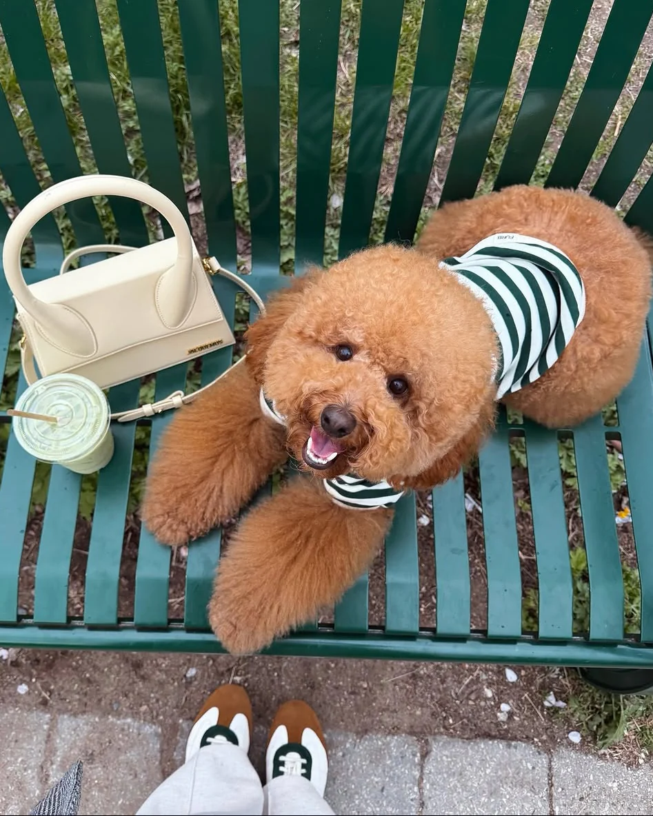 Cooper Green + Ivory Striped Dog Sweatshirt - Image 4