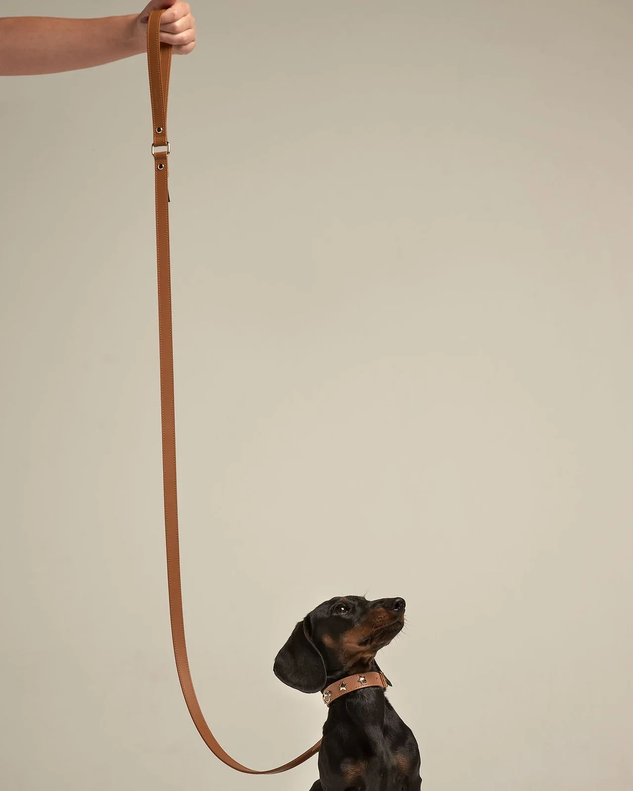 Nara Studded Collar Camel Leather Walk Kit - Image 4